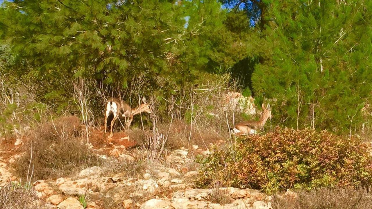 Tur Sinai Organic Farm Resort Jerusalem Room photo